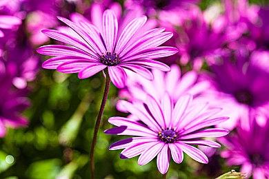 为光能氏族建造家园，《命运2》赛季终局社区活动火热进行中